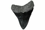 Fossil Megalodon Tooth - South Carolina #299448-1
